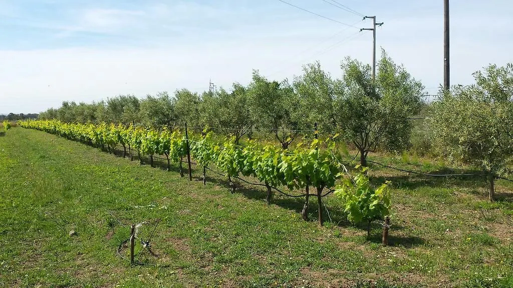 Farm stay Agriturismo Simbirizzi Villa Quartucciu