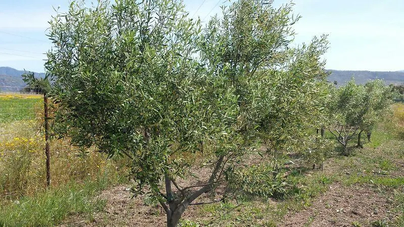 Agriturismo Simbirizzi Villa Quartucciu 0*,  Italy