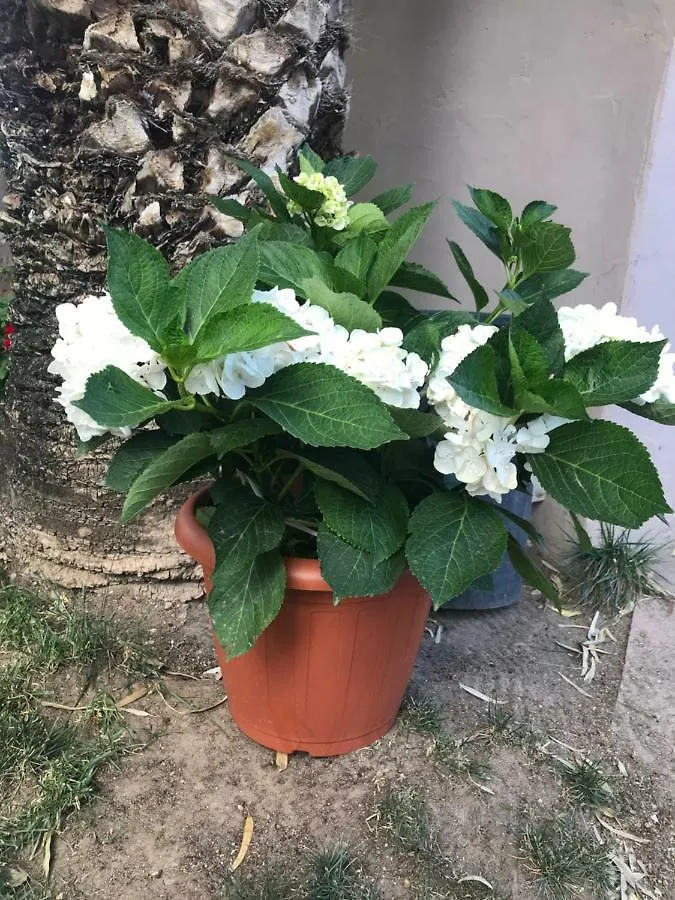 Agriturismo Simbirizzi Villa Quartucciu Farm stay